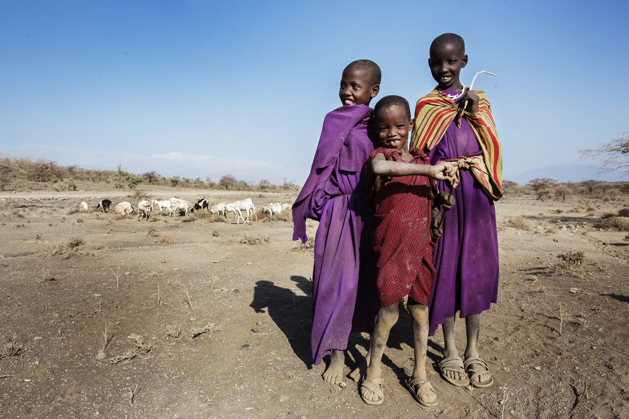La Vie Des Masai En Tanzanie Vétérinaires Sans Frontières Asbl 