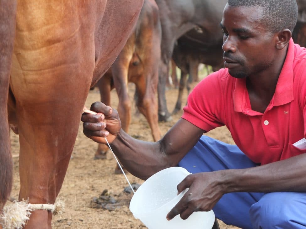 N&#39;exportons pas notre crise laitière en Afrique de l&#39;Ouest - Vétérinaires  Sans Frontières