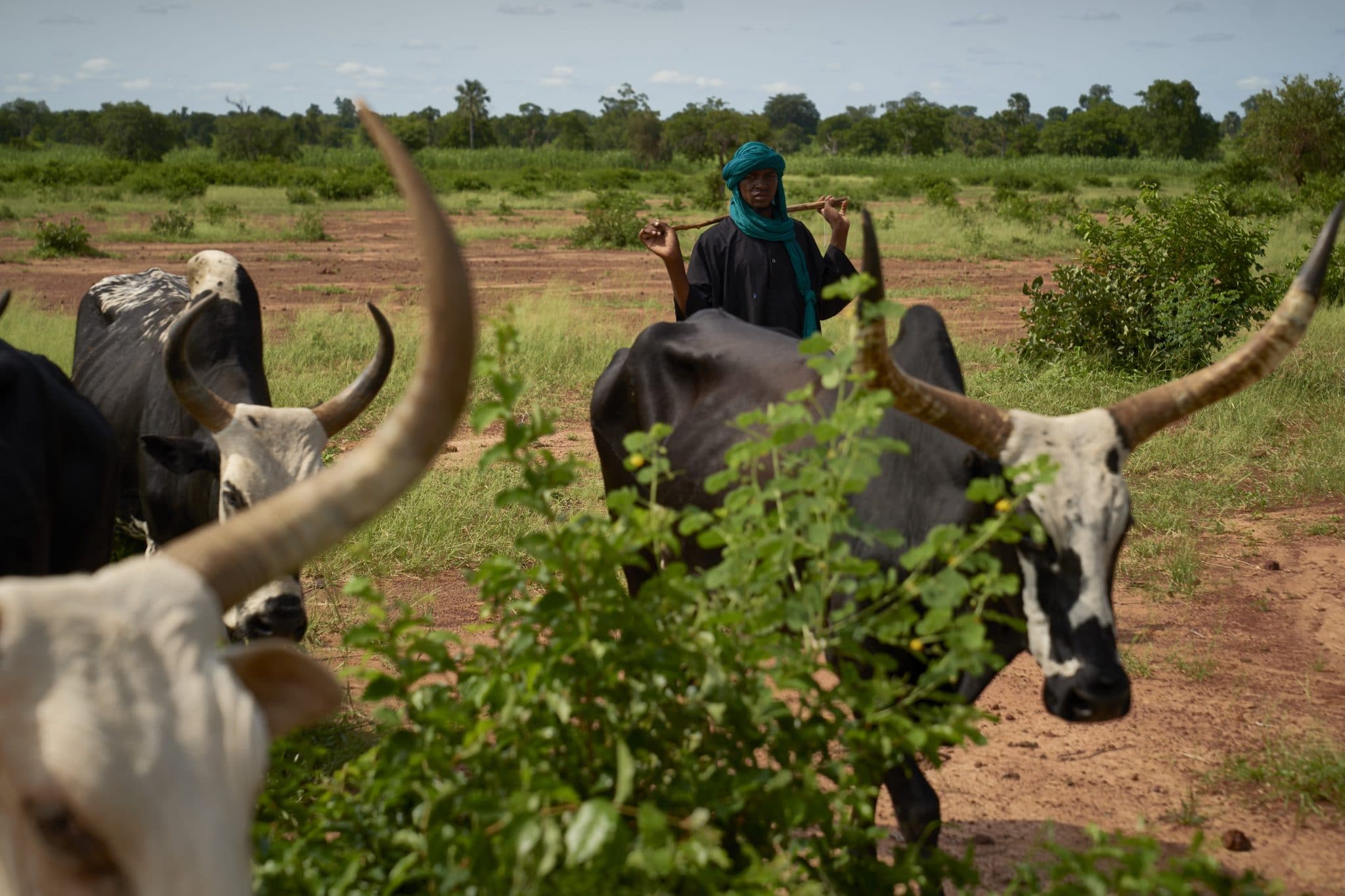 Les éleveurs du Sahel sont en première ligne face au dérèglement climatique et à l'insécurité, qui perturbent leur transhumance. D'où l'intérêt d'un système d'information digitalisé. 